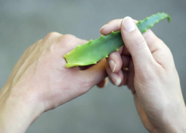 Aloe Vera