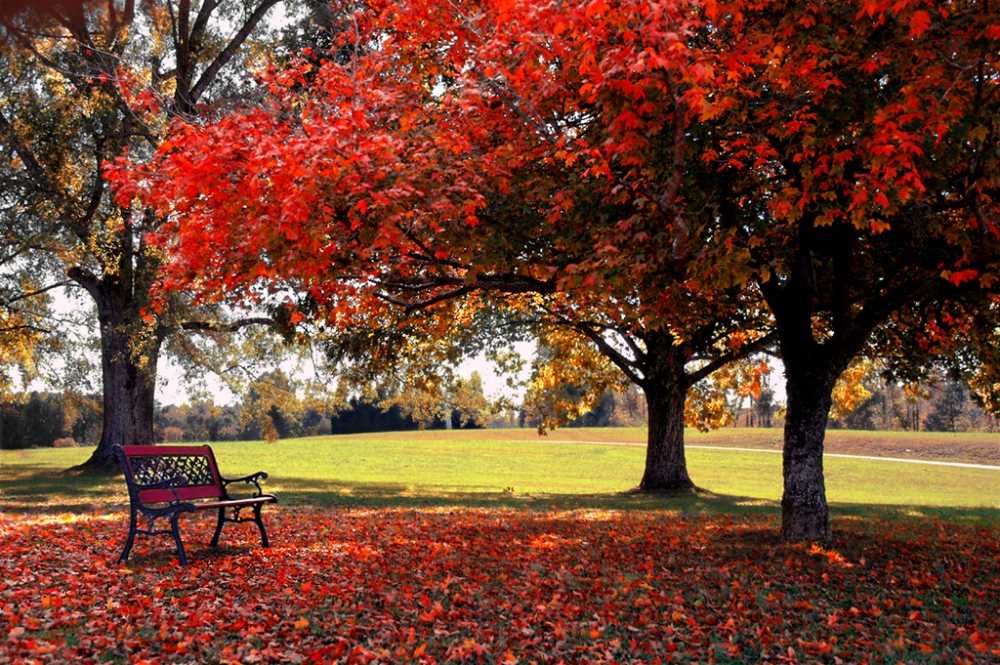 Autumn Season Environment