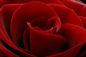 Red Rose