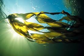 Southern Marine Seaweed floating in Ocean