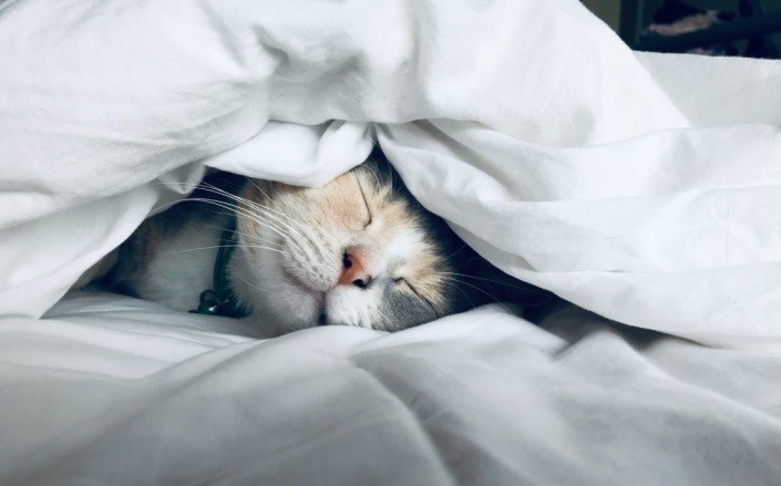 cat sleeping